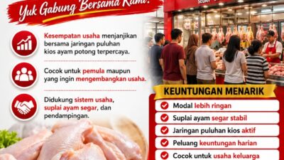 Usaha ayam tanpa modal 3 RESELER