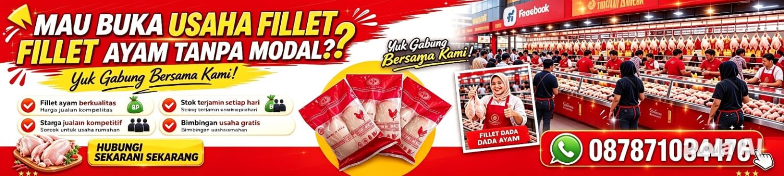 usaha ayam tanpa modal